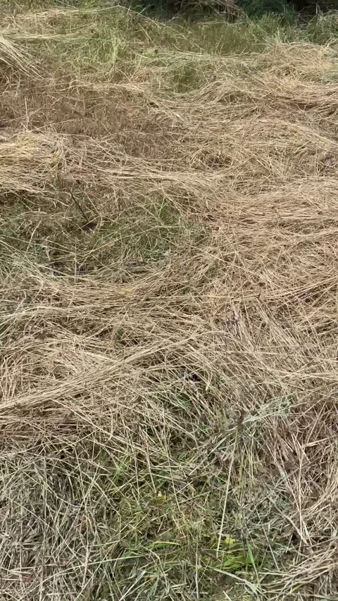 Thick Layers of Dry Cut Grass Covering Green Ground Vegetation Video stock 196823382