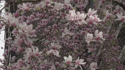 Thick layers of large pink blossoms on a spring tree in New York Stock Footage 241498015