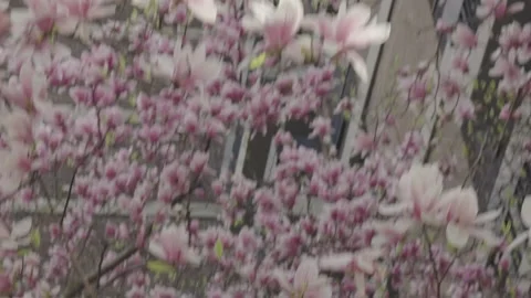Thick layers of large pink blossoms on a tree pass overhead as you walk belo Stock Footage 241498096