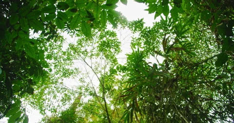 Thick leafy canopy rises above the tropical forest creating a bright green view Video stock 343384792