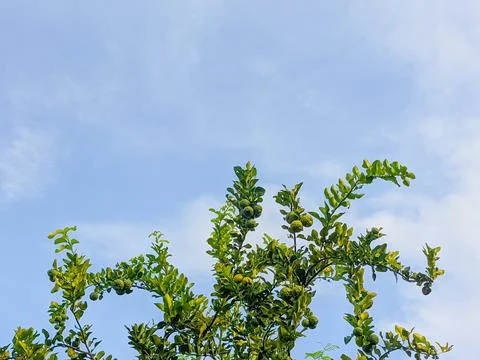 Thick leafy kaffir lime tree in tropical sunlight Stock Photos