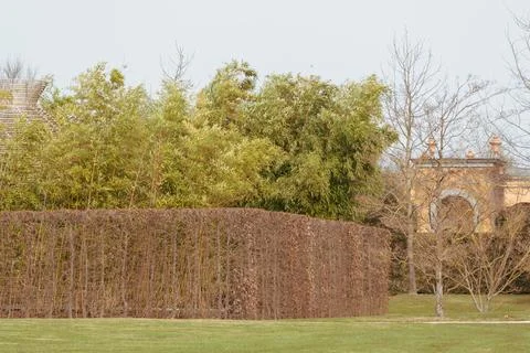 Thick, leafy shrub hedge forms the foreground boundary Stock Photos