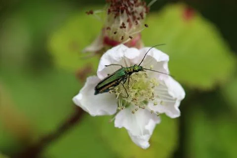 Thick legged flower beetle on bramble flower in close up Stock Photos