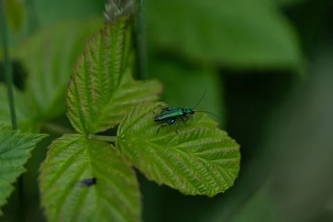 Thick-legged flower beetle. 库存照片