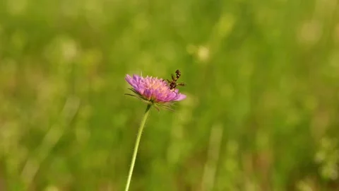 A thick-legged hoverfly collects pollen on a field scabious flower 動画素材 340643724