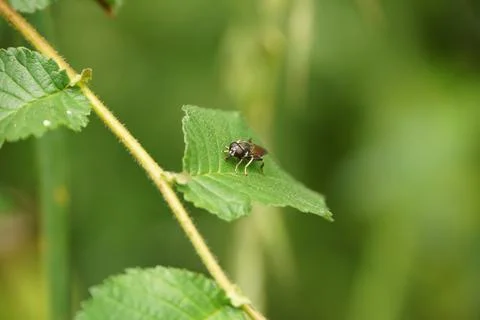 Thick-Legged Hoverfly Perching Stock Photos