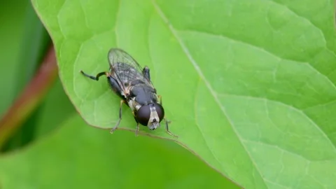 Thick-legged Hoverfly, Syritta pipiens on a green leaf Stock Footage 156333351