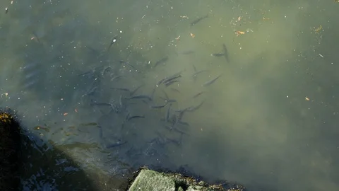 Thick lipped grey mullet fish shoal, in the Douro River, Porto, Portugal. Stock Footage 104997960