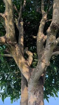 A thick mango tree branches upward toward a canopy of leaves and blue sky Photos