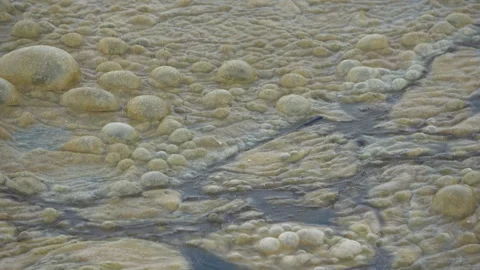 Thick Marine Mucilage Floating in close-up Stock Footage 284229296