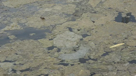 Thick Marine Mucilage Floating in Mediterranean Sea Stock Footage 284230483