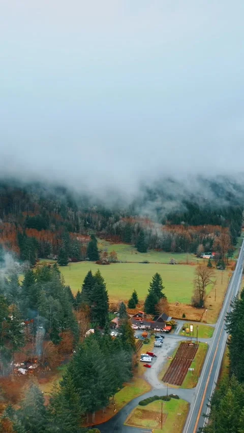 Thick mist coating the pine tree forest in the mountainous area. Drone footage Stock Footage 337509171