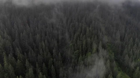 Thick misty clouds rising from lush spruce forest on cold morning day. Stock Footage 121670843