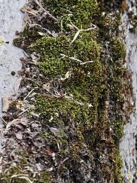 Thick Moss Covering Featuring Fine Filaments And Gradient Tones Stock Photos