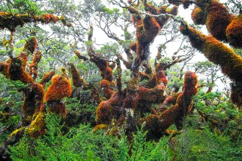 Thick moss covers the trees at Key Summit, New Zealand Stock Photos