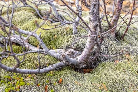 Thick moss growing under tree in wet Iceland Foto stock