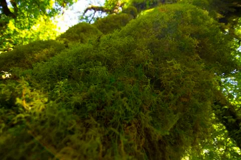 Thick Moss Foto stock