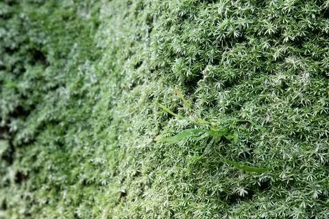 Thick moss with small grass sprout on a sloping wall Stock Photos