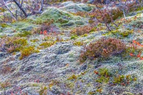 Thick moss, small trees and lichens growing on wet forrest floor of Iceland Stock Photos