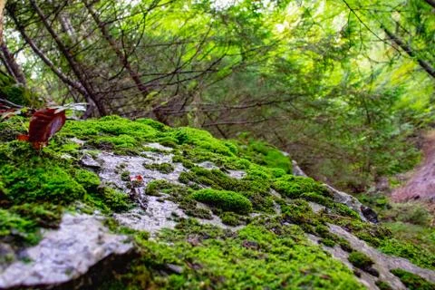 Thick moss on a stone in the forest Stock Photos