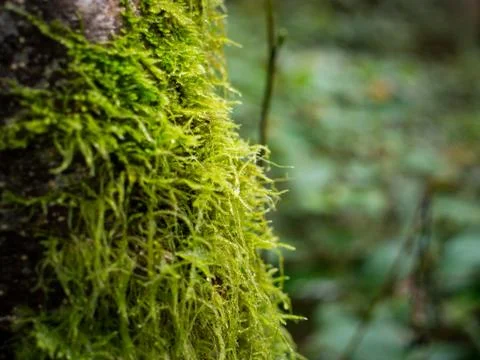 Thick moss on a tree trunk in a lush forest Foto stock