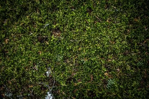 Thick Mossy Texture on surface of Yellowstone 库存照片