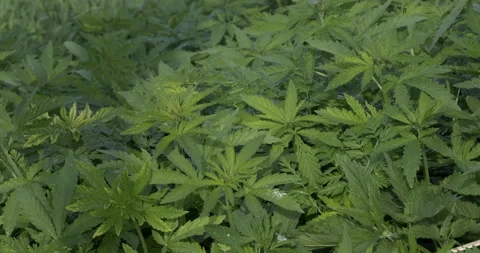 Thick Narcotic Grass, Wild Hemp, Cannabis-planted Field, Bushes, Stroking Plants Stock Footage 132310176