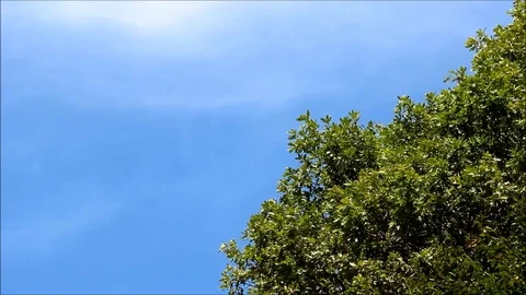 Thick oak branches against a bright blue sky Stock Footage 77862484