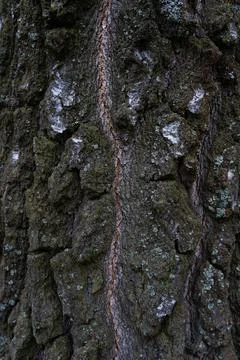 Thick, old, birch bark up close. Background birch bark Stock Photos