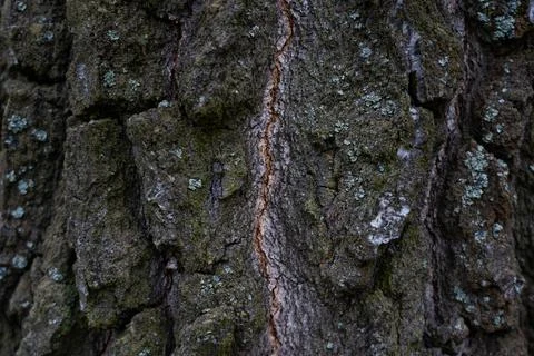 Thick, old, birch bark up close. Background birch bark Stock Photos