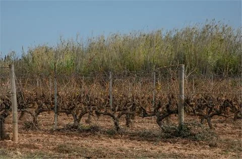 Thick old vines which have not yet been pruned after the harvest Stock Photos