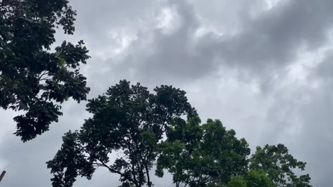 Thick Overcast Storm Clouds Rolling Above Dark Tree Line Stockbeeldmateriaal 346237551
