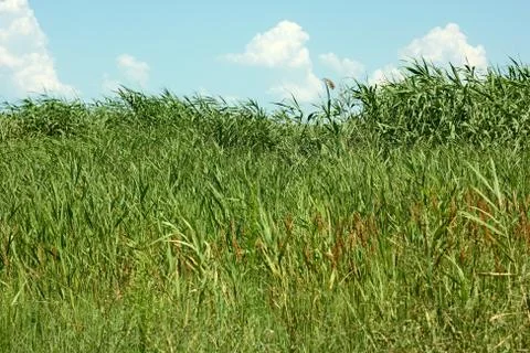 Thick overgrown cane Stock Photos