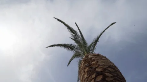 Thick Palm Tree in Sky Vídeos de archivo 117840467