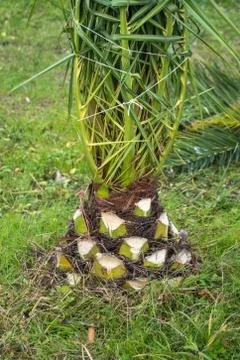 Thick palm tree trunk with excessive branches cut off Stock-Fotos