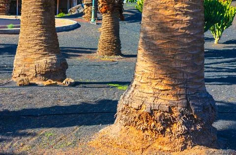 Thick palm tree trunks rise from dark volcanic soil Photos