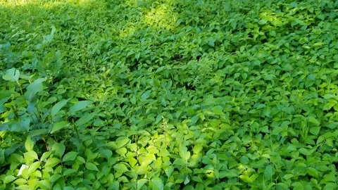 Thick Patch of Poison Ivy Stock Footage 135674035