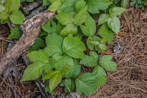 Thick patch of poison ivy Foto stock