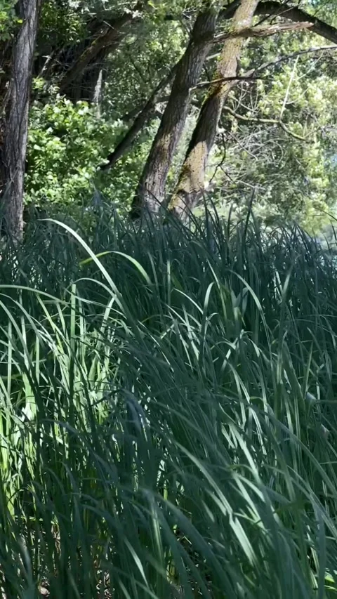 Thick patch of tall green grass Switchgrass moving with the wind, vertical Stock Footage 331346467
