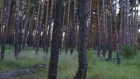 A thick pine forest with a clearing in the foreground. Panorama Video stock 132985992