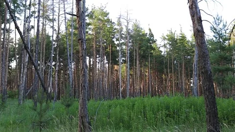 A thick pine forest with a clearing in the foreground. Focus - defocus Stock Footage 132985996