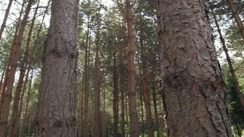 Thick pine forest in the rays of the summer sun, tree trunks, fresh air Stock Footage 148732639