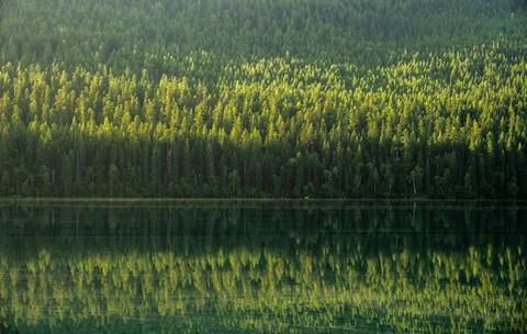 Thick Pine Forest Reflects In Bowman Lake In Glacier 写真素材