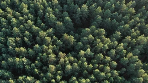 Thick pine forest in summer top view drone shot Stock Footage 171359539
