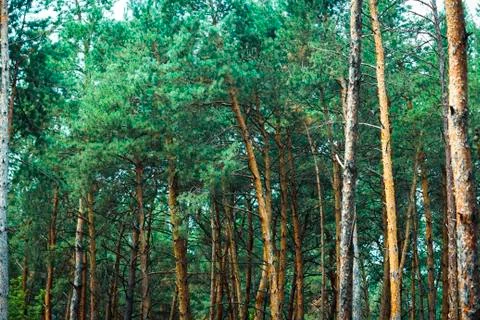 Thick pine forest. trunks of coniferous trees, texture for the background. Stock Photos