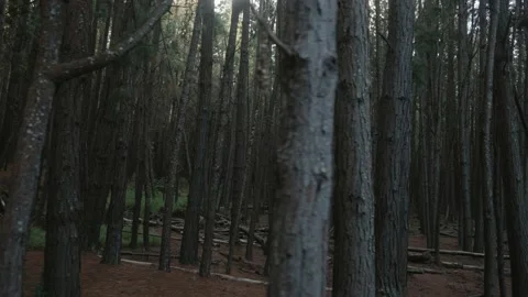Thick pine trees surrounded by lush green ferns and haze. Stock Footage 142304253