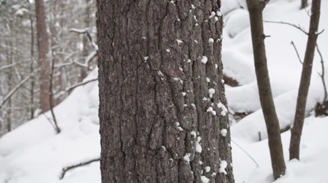 Thick pine trunk Stock Footage 34428557
