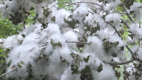 Thick poplar fluff coating branches and leaves of trees in a summer forest,.. Stock Footage 337126293
