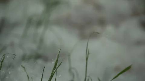 Thick poplar fluff on the ground in park Video stock 108933290
