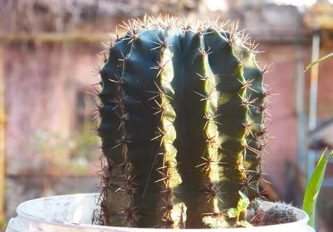 Thick prickly cactus Stock Photos